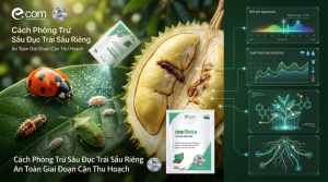 Trừ Sâu Đục Trái Sầu Riêng