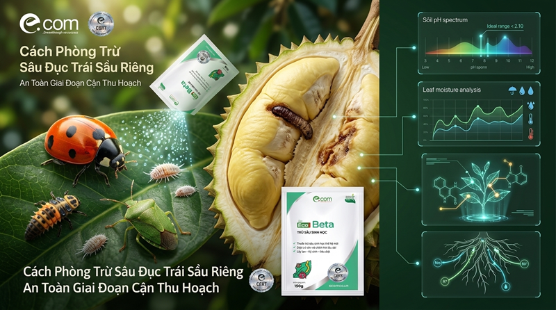 Trừ Sâu Đục Trái Sầu Riêng