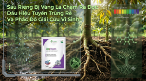 Sầu Riêng Bị Vàng Lá