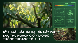 Cắt Tỉa Hạ Tán Cây Vải