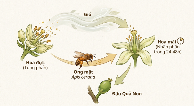Cơ Chế Sinh Lý Thụ Phấn