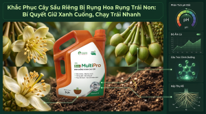 Cây Sầu Riêng Bị Rụng Hoa