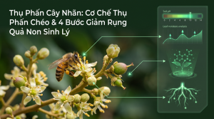 Thụ Phấn Cây Nhãn