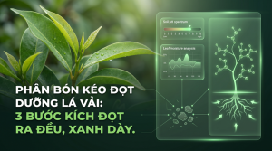 kéo đọt dưỡng lá vải