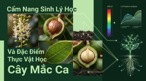 Cây Mắc Ca