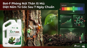 Bot-F Phòng Nứt Thân Xì Mủ