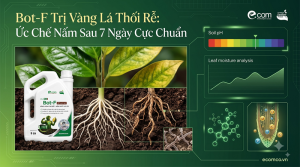 Bot-F Trị Vàng Lá Thối Rễ