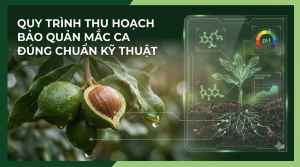 Thu Hoạch Bảo Quản Mắc Ca