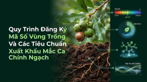 Xuất Khẩu Mắc Ca