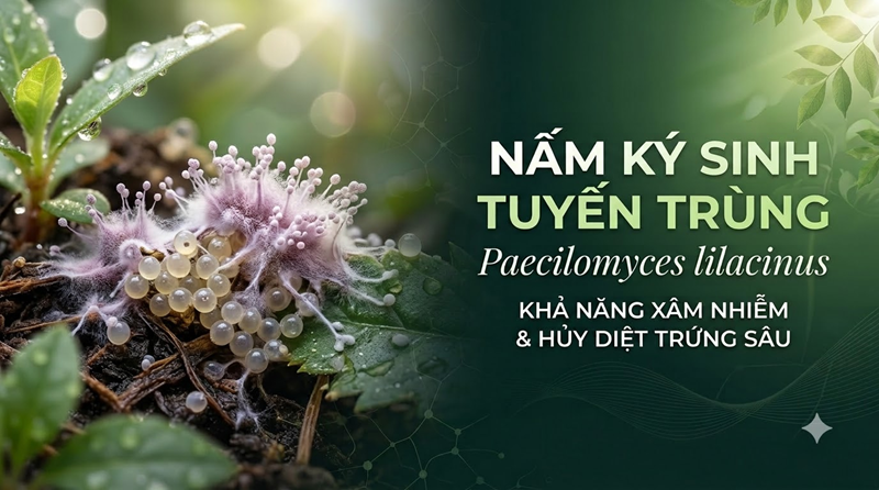 Nấm Ký Sinh Tuyến Trùng Paecilomyces Lilacinus