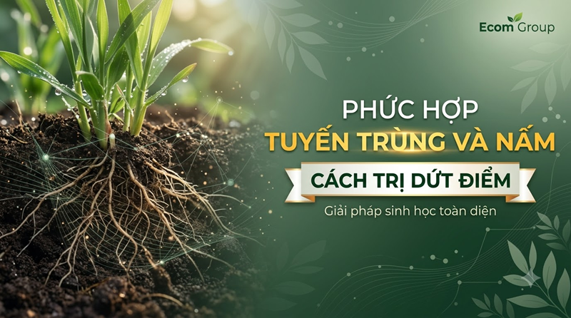 Phức Hợp Tuyến Trùng Và Nấm
