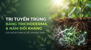 Trị Tuyến Trùng Bằng Trichoderma