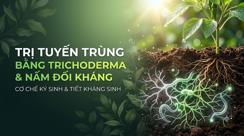 Trị Tuyến Trùng Bằng Trichoderma