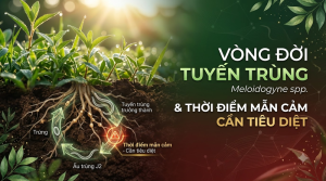 Vòng Đời Tuyến Trùng