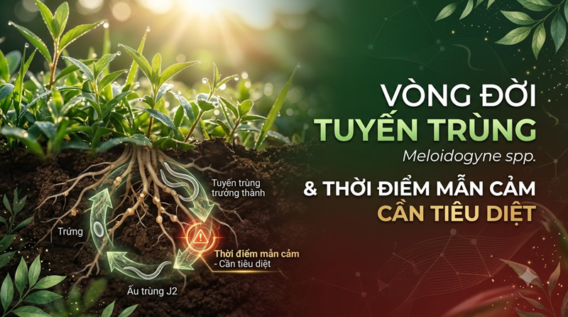 Vòng Đời Tuyến Trùng